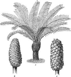 cycad cone